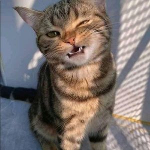 Meet your Posher, Corn